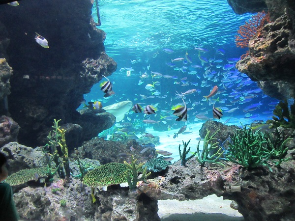 池袋サンシャイン水族館🐡バスツアー